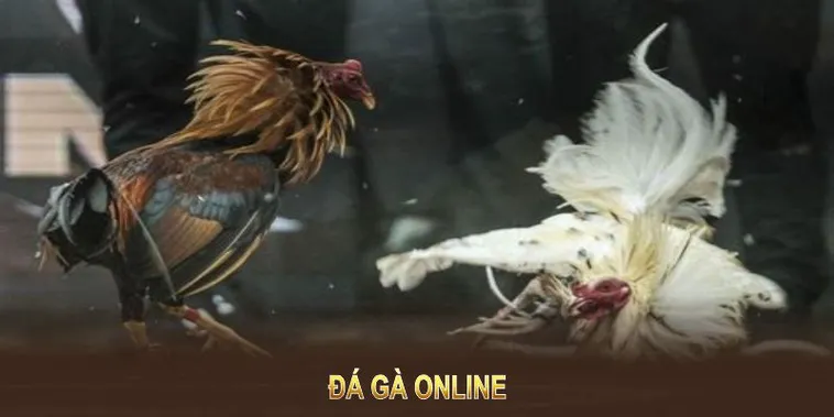 Chinh Phục Sảnh Đá Gà GA28 8XX Thu Về Lợi Nhuận Khổng Lồ